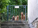 Filename=Gartentor.jpg
Filesize=280KiB
Dimensions=800x600
Date added=May 20, 2016 Gartentor.jpg