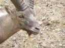 Filename=Steinbock_Kopf.jpg
Filesize=706KiB
Dimensions=1293x970
Date added=Jul 13, 2014 Steinbock_Kopf.jpg